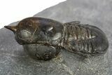 Pelagic Trilobite (Cyclopyge) Fossil - Exceptional Specimen #311825-1